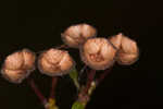 Littleleaf buckbrush